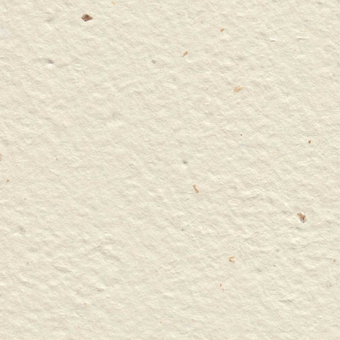 A closeup of off-white deckle edge hand made paper embedded with spent grains