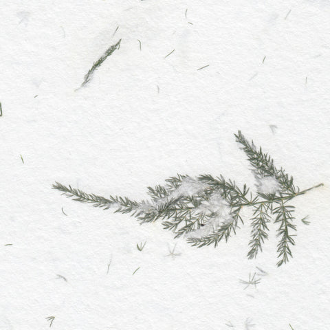 A closeup of white deckle edge hand made paper embedded with fern